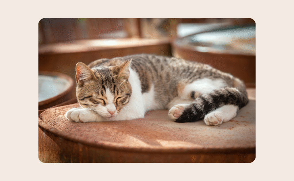 Cat Sleeping Pose