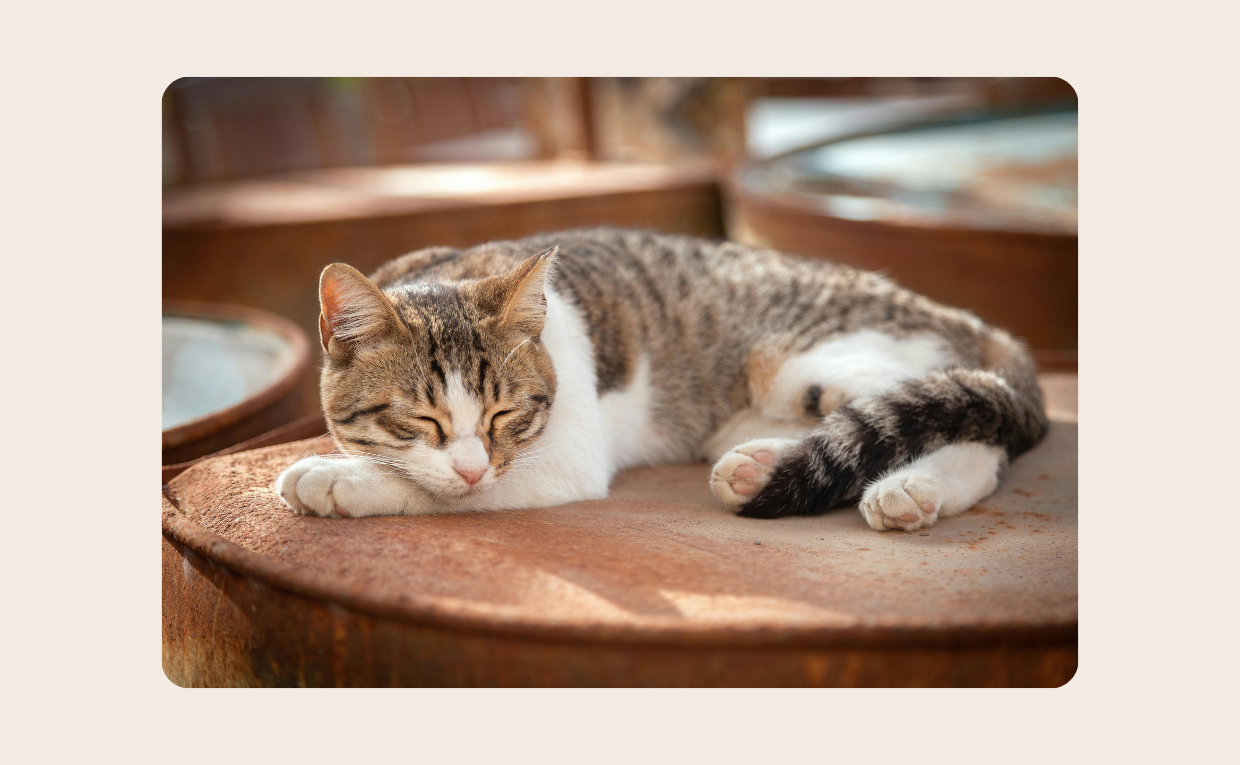 Cat Sleeping Pose