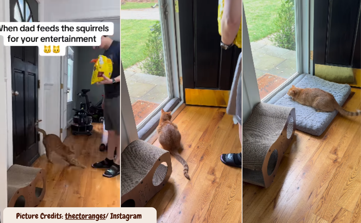 Cat watching Squirrel