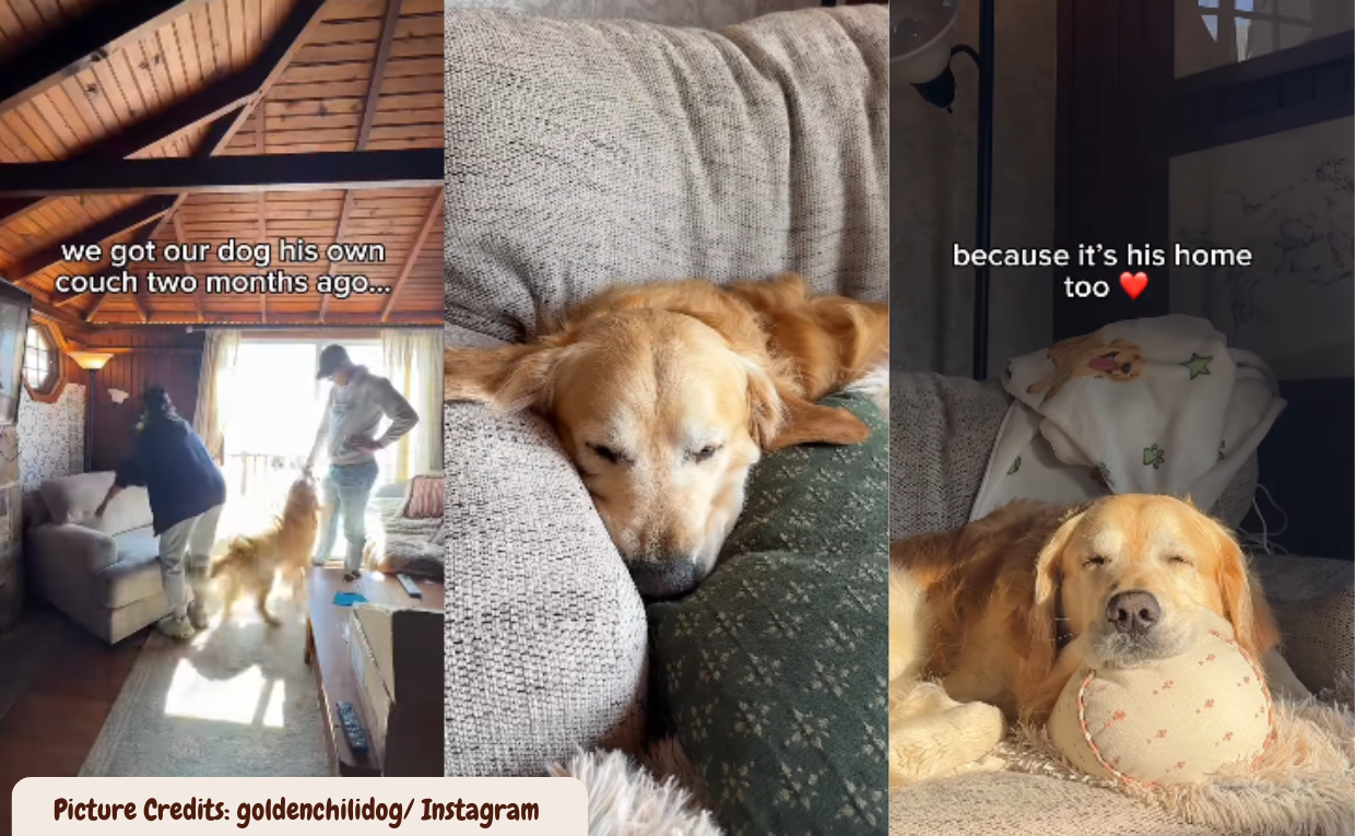 Golden Retriver chooses his spot