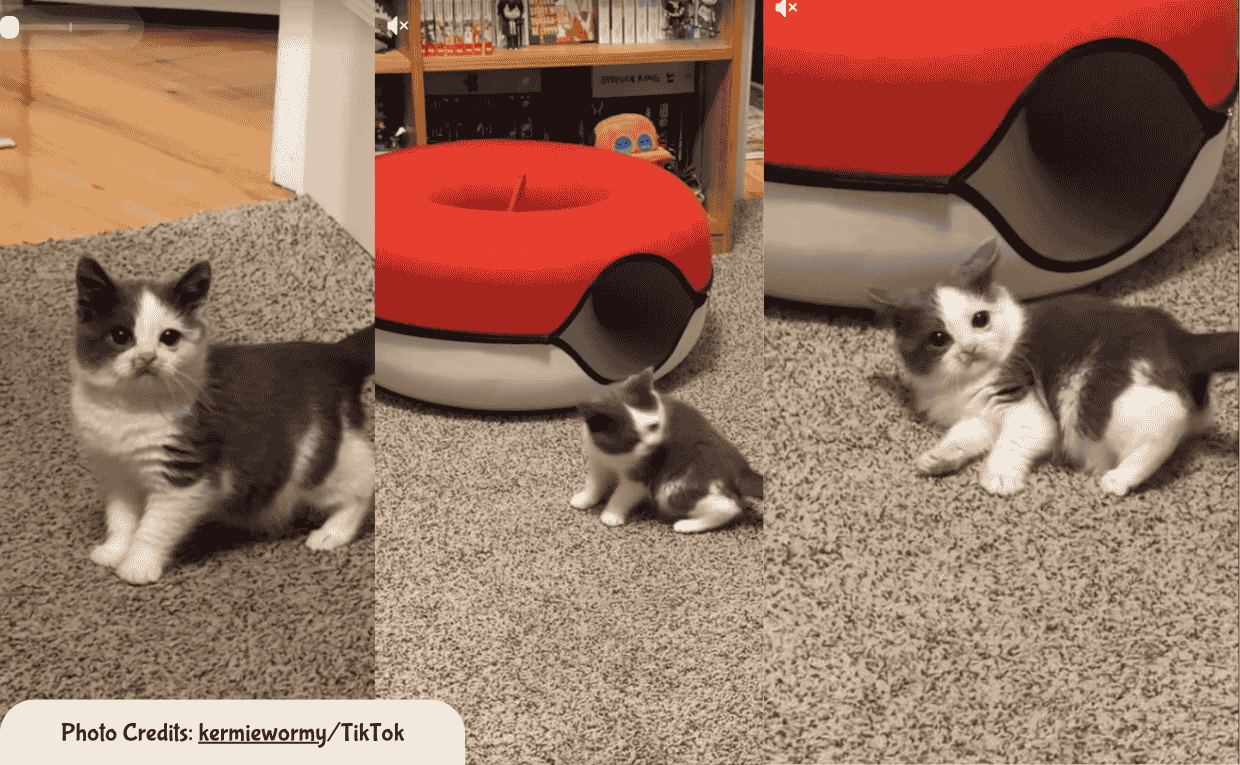 Cats Latenight Zoomies