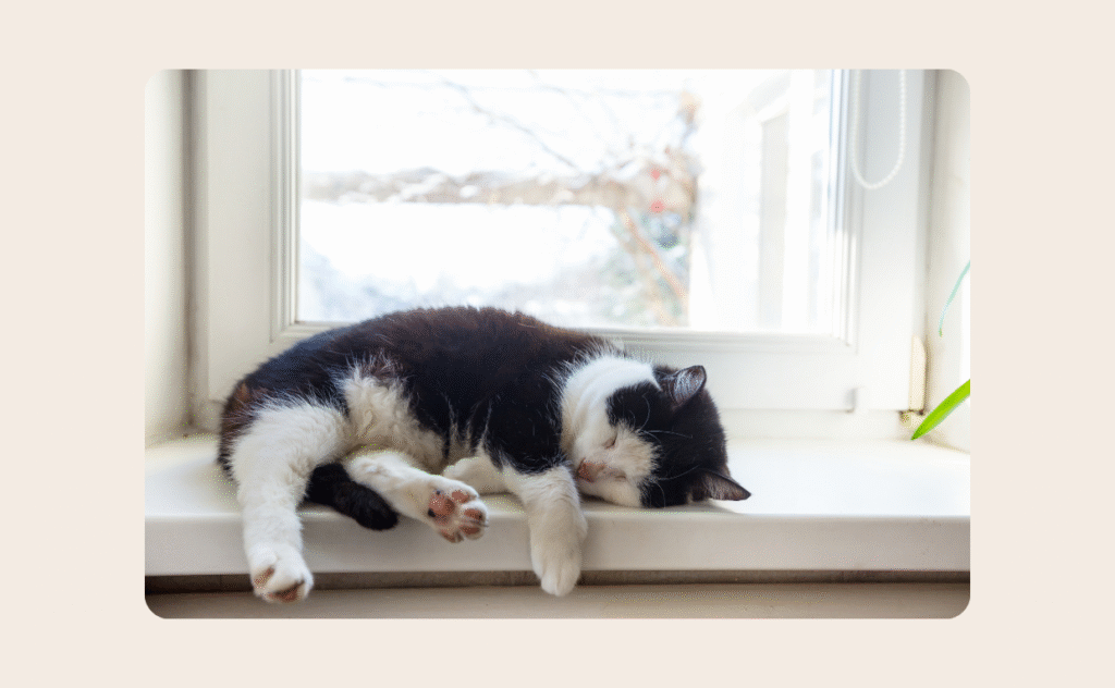 Cat Sleeping in Summer