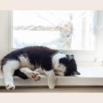 Cat Sleeping in Summer