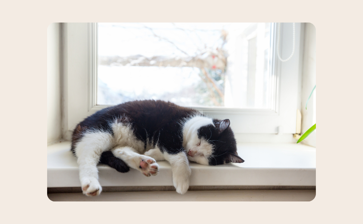 Cat Sleeping in Summer