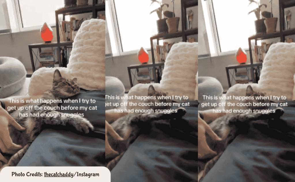 Cat Asks for Snuggle