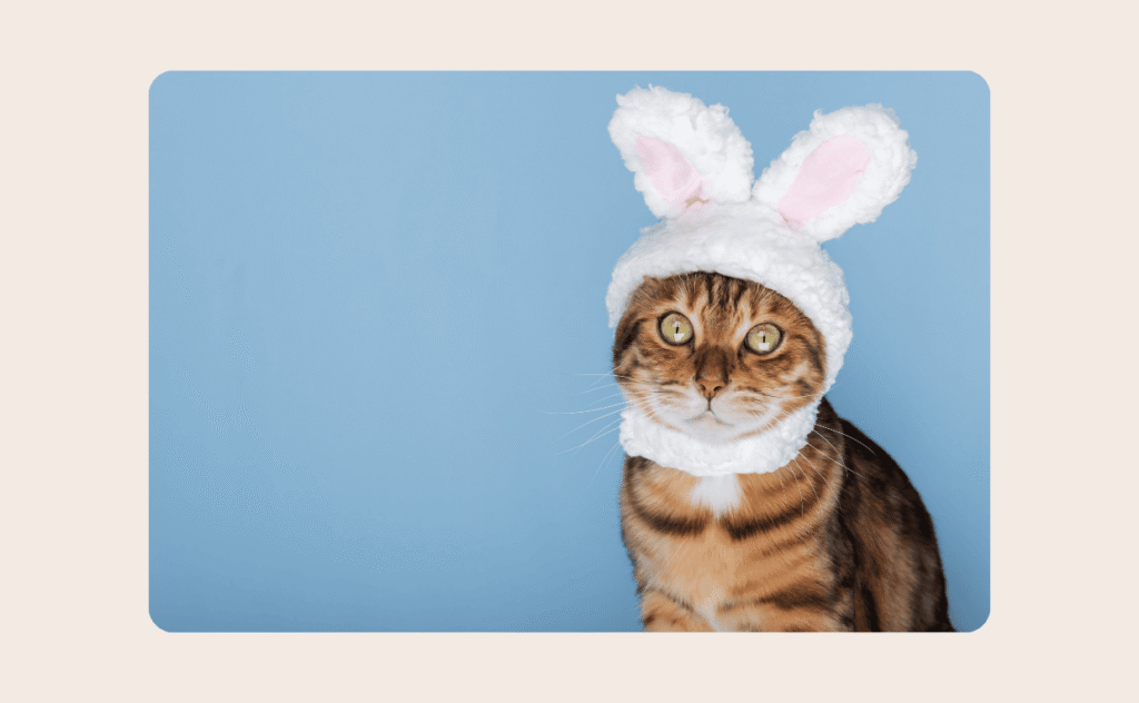 Cat with bows