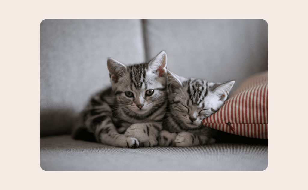 Two cats snuggling