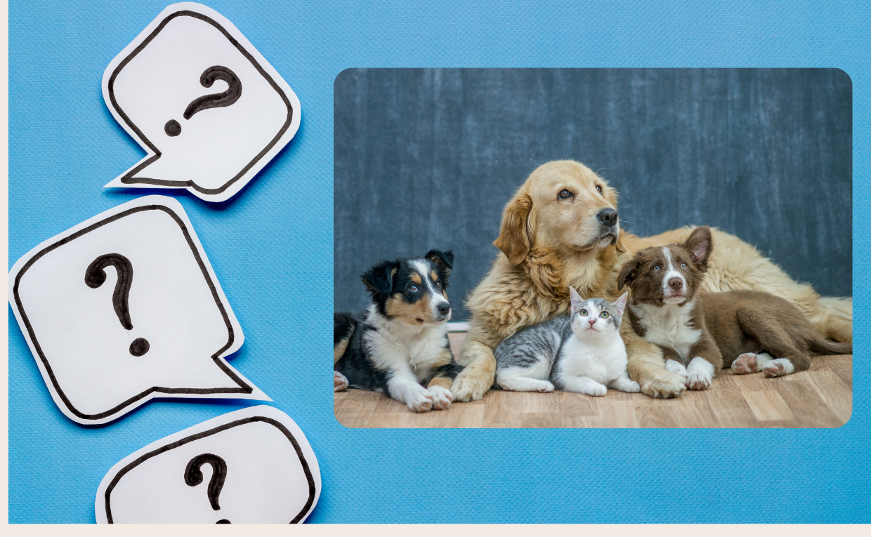 Most Googled Pet Questions