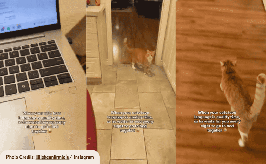 Cats bedtime routine