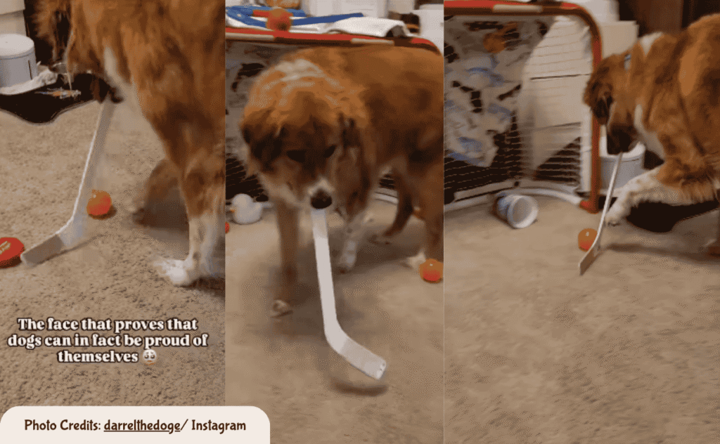 Dog doing a Goal