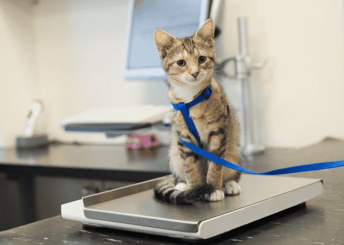 Cat on Weighing Scale