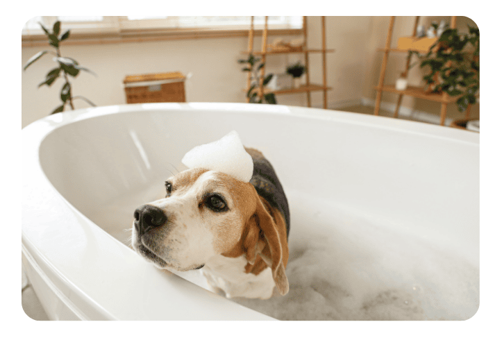 Dog in Bath
