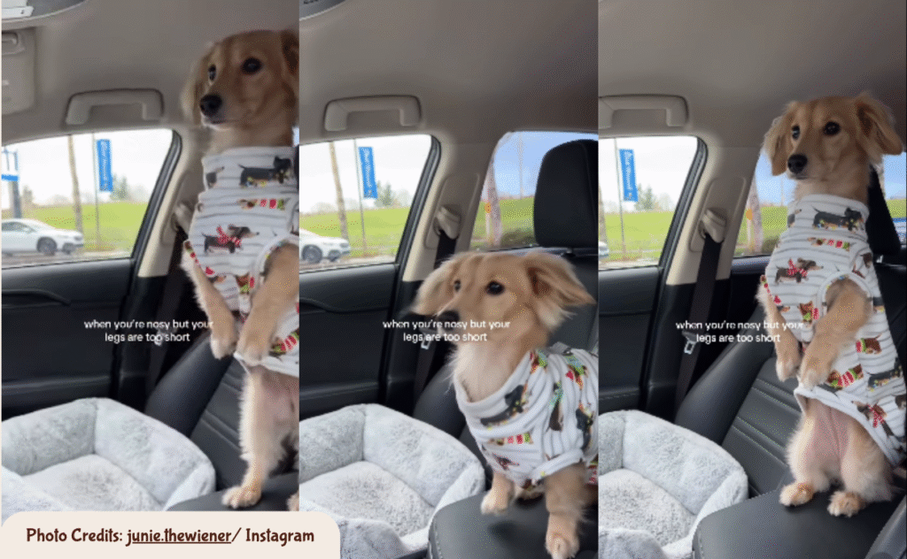 dachshund Dog