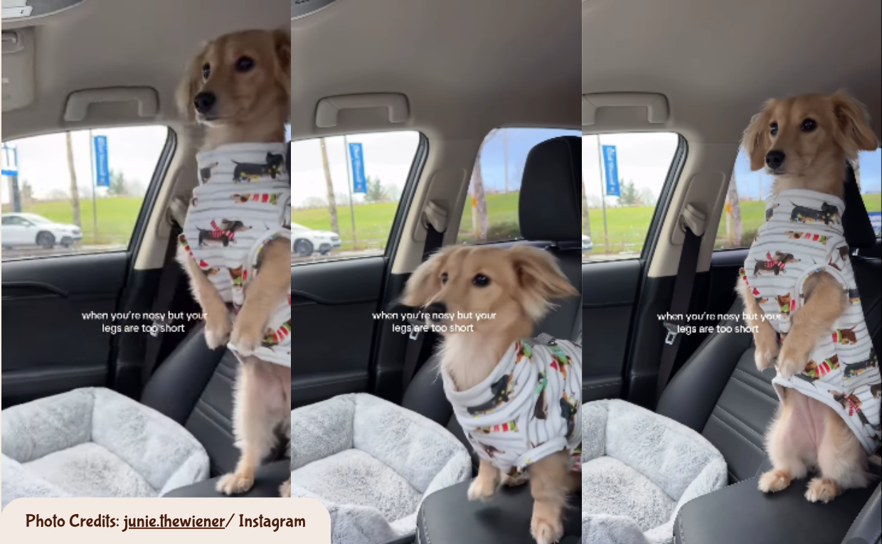dachshund Dog