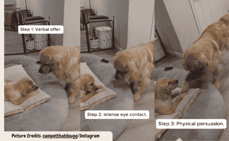 Golden Retriever Puppy Shocks Big Brother