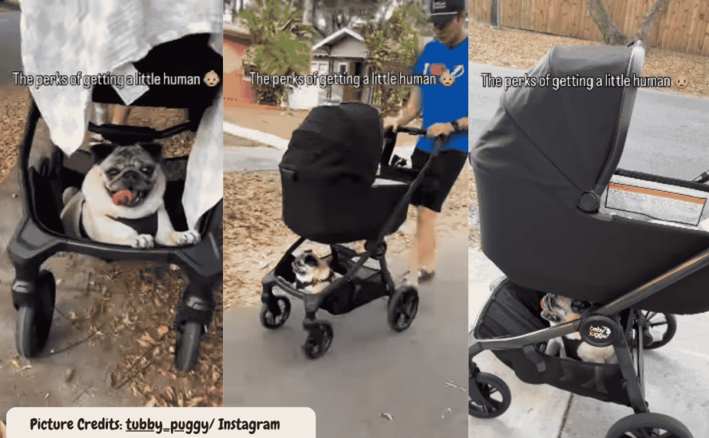 Pug Enjoys Stroller Ride