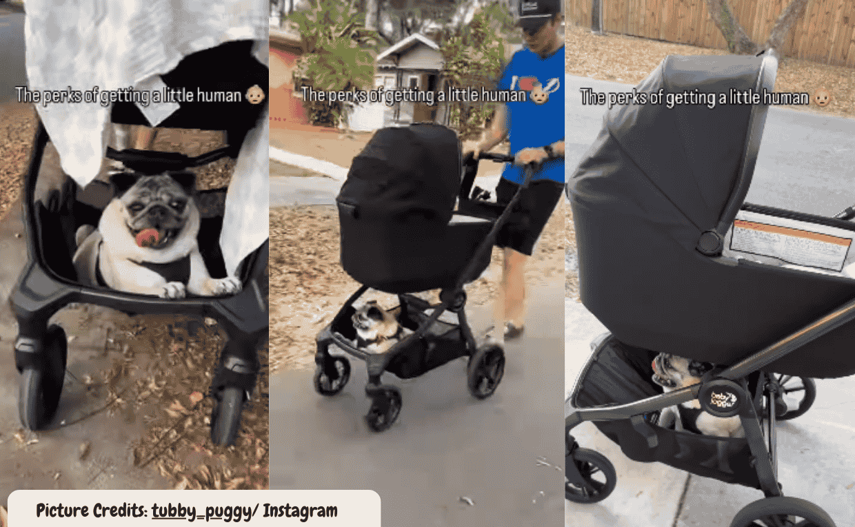 Pug Enjoys Stroller Ride