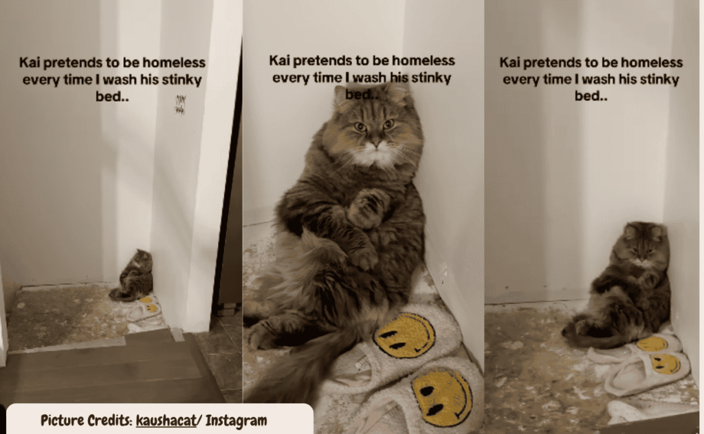 Dramatic Cat Pretends To Be Homeless