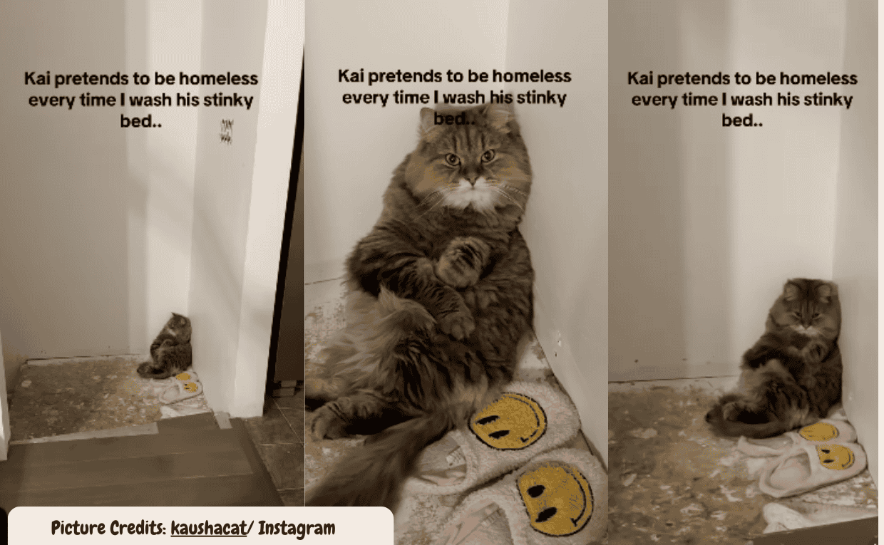 Dramatic Cat Pretends To Be Homeless