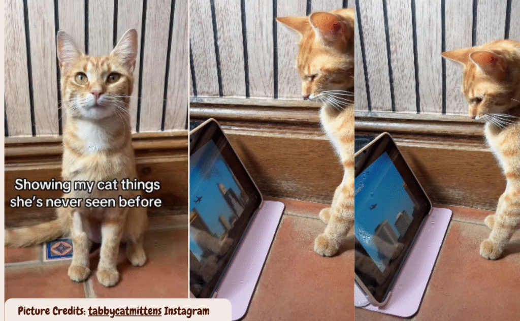 Curious Cat Reacts Hilariously