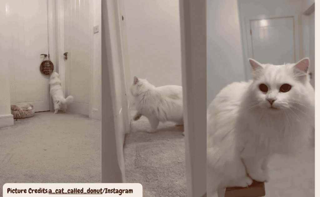 Deaf Siberian Cat