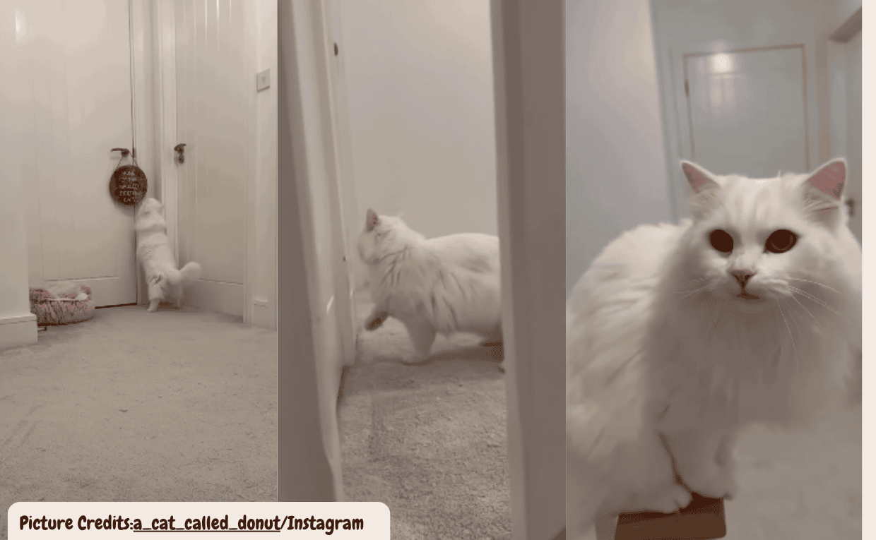 Deaf Siberian Cat