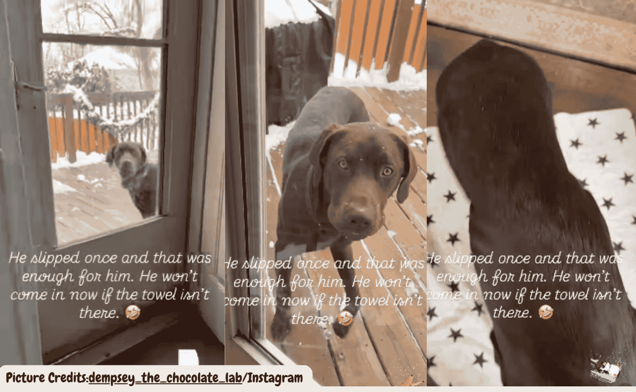 Cautious Labrador Refuses to Enter the House