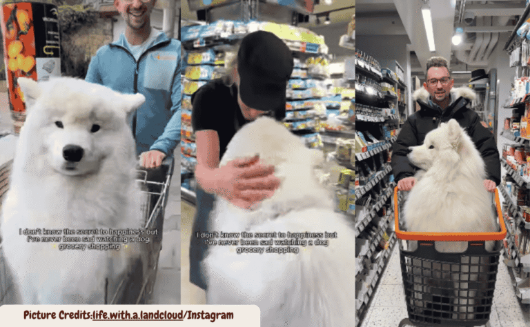 A Samoyed’s Grocery Cart Adventure