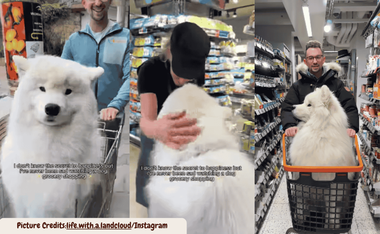 A Samoyed’s Grocery Cart Adventure