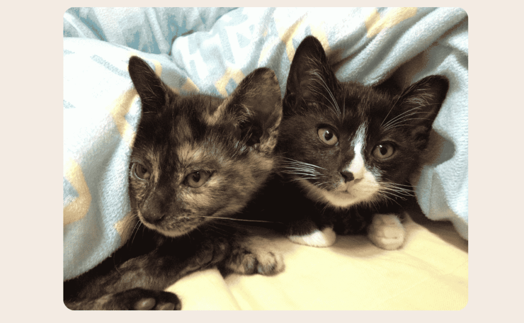 Why Having Two Cats May Be Better Than One