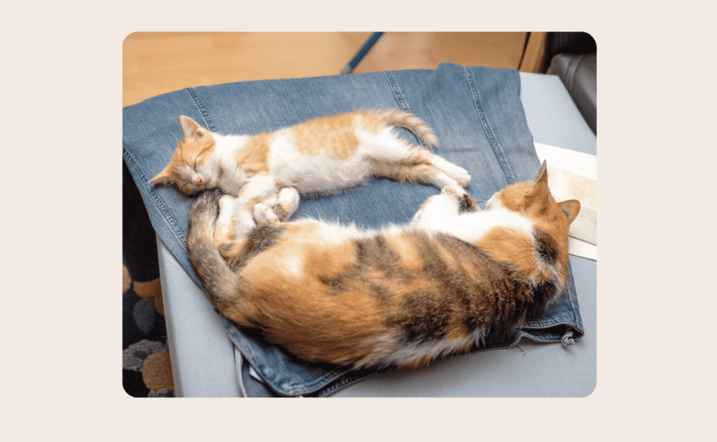 Resident Cat Bonds With Rescue Kitten