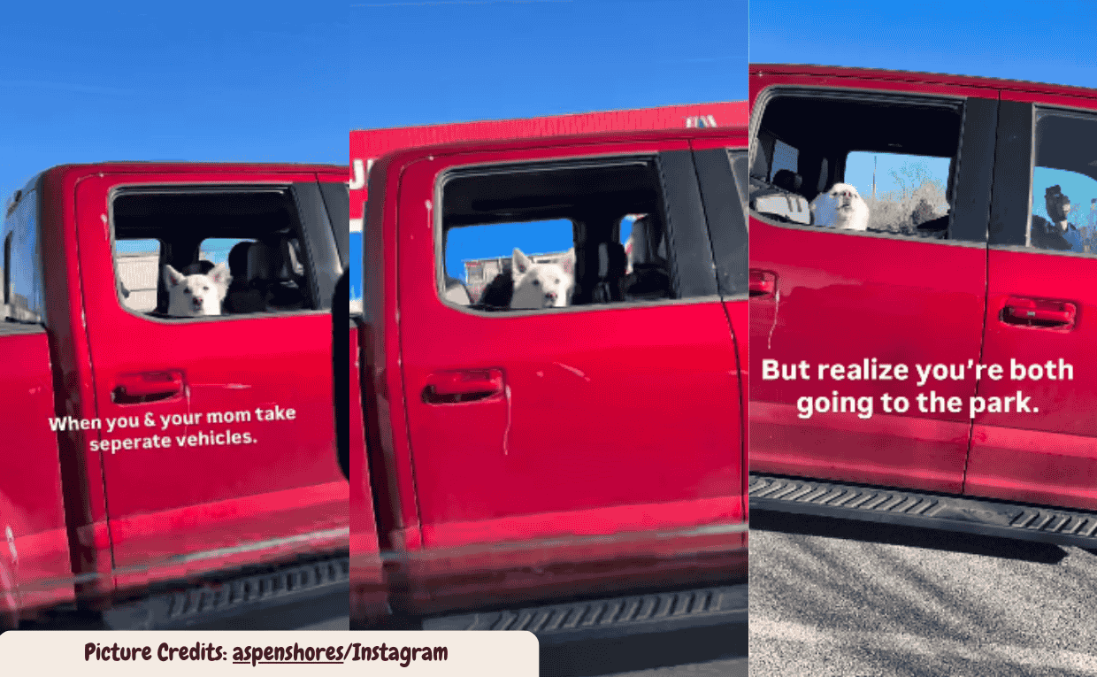 Dogs Lose Their Patience When Mom Shows Up in the Wrong Car