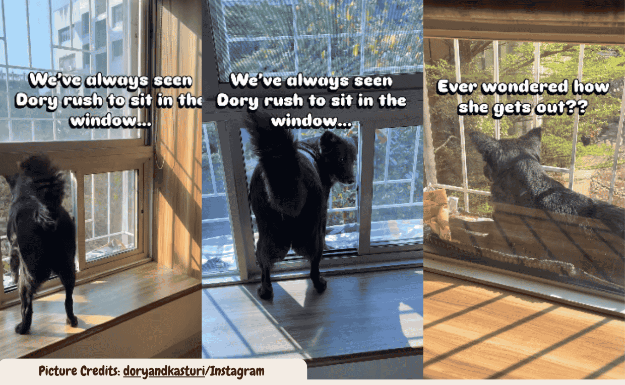 This Indie Dog’s Reverse Walk