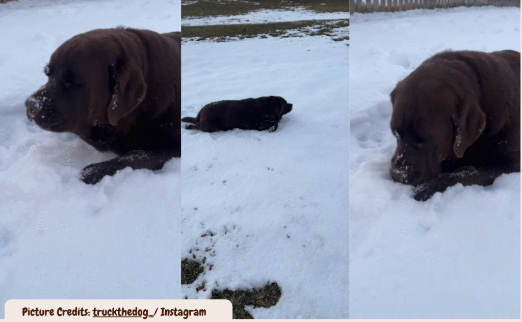 Labrador's Reaction