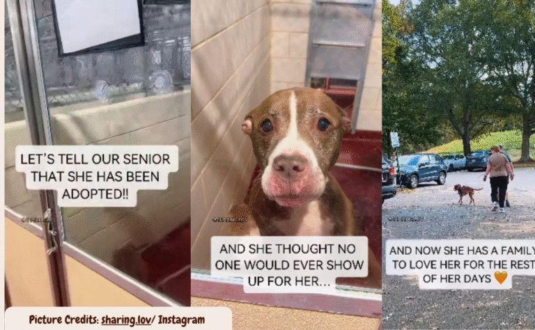 Senior dog gets new life