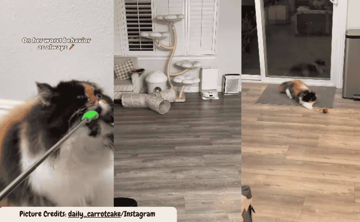 This Cat’s Constant ‘Worst’ Behavior Has Everyone Laughing Online