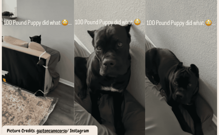 Dog redecorates Room