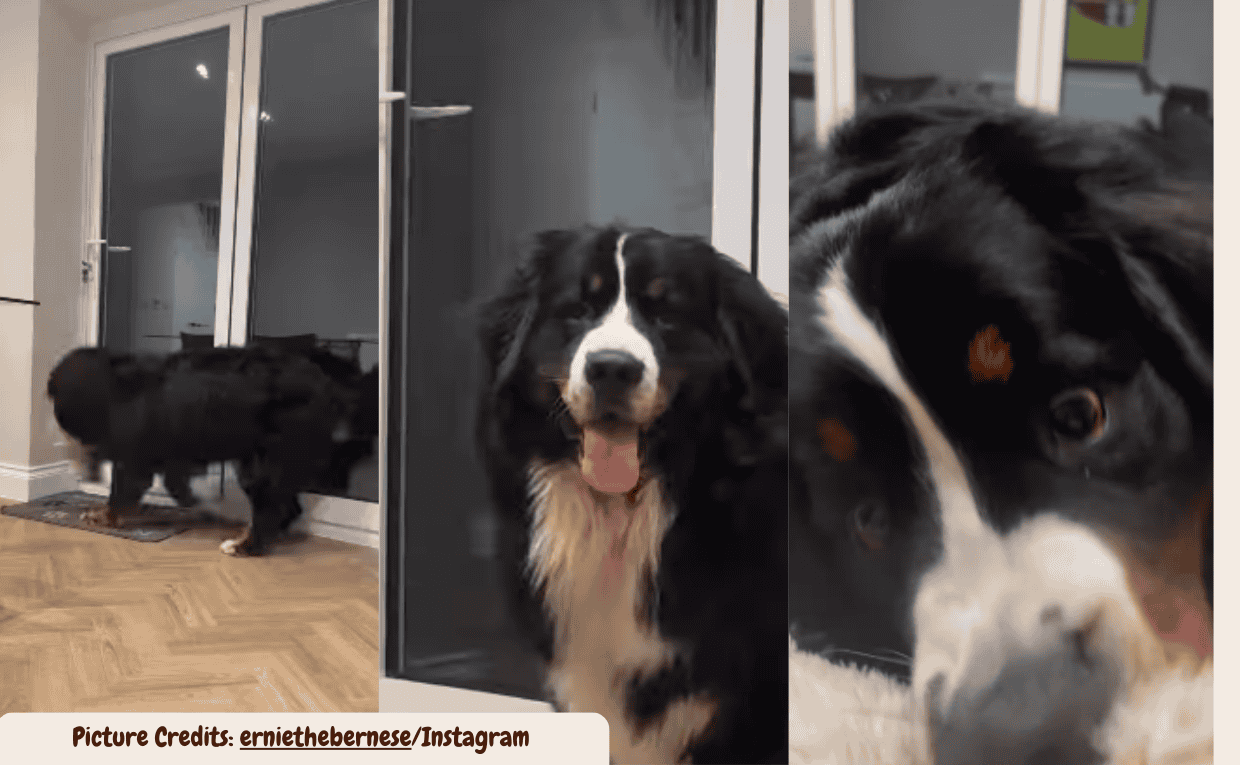 Bernese Mountain Dog’s After-Dinner Zoomies