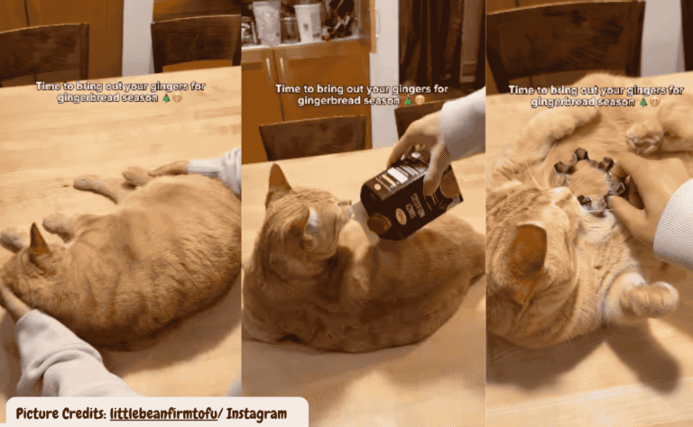 Ginger Cat Becomes “Cookie Dough”