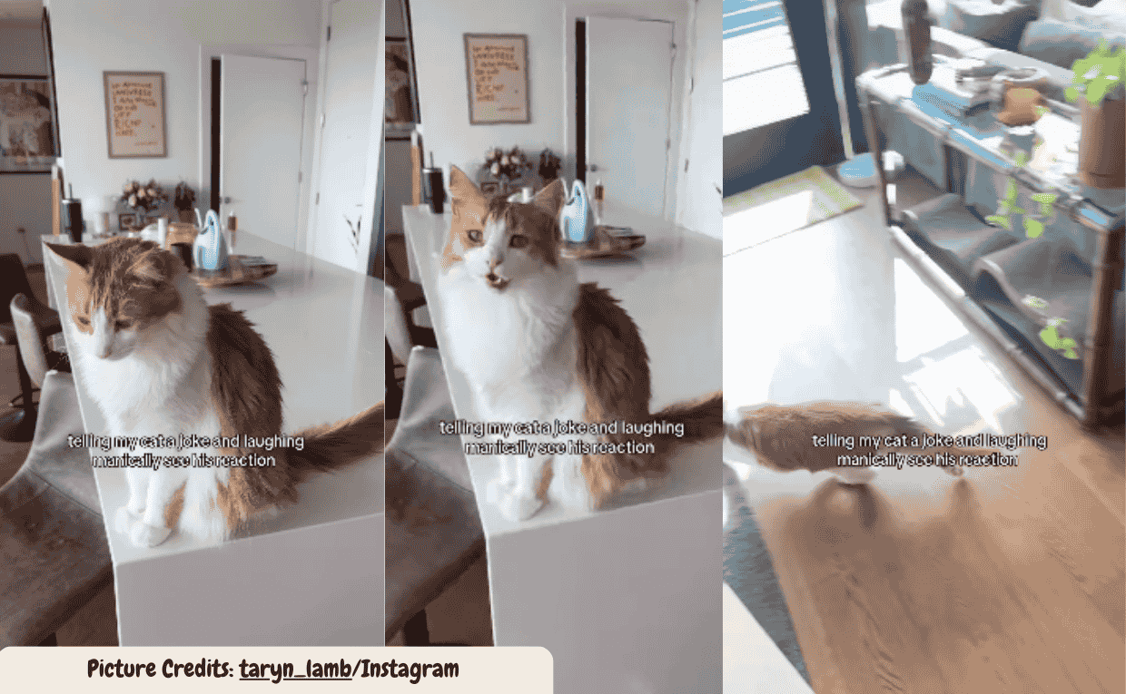 Cat Walks Away in Shock After Mom’s Loud Laugh Goes Too Far