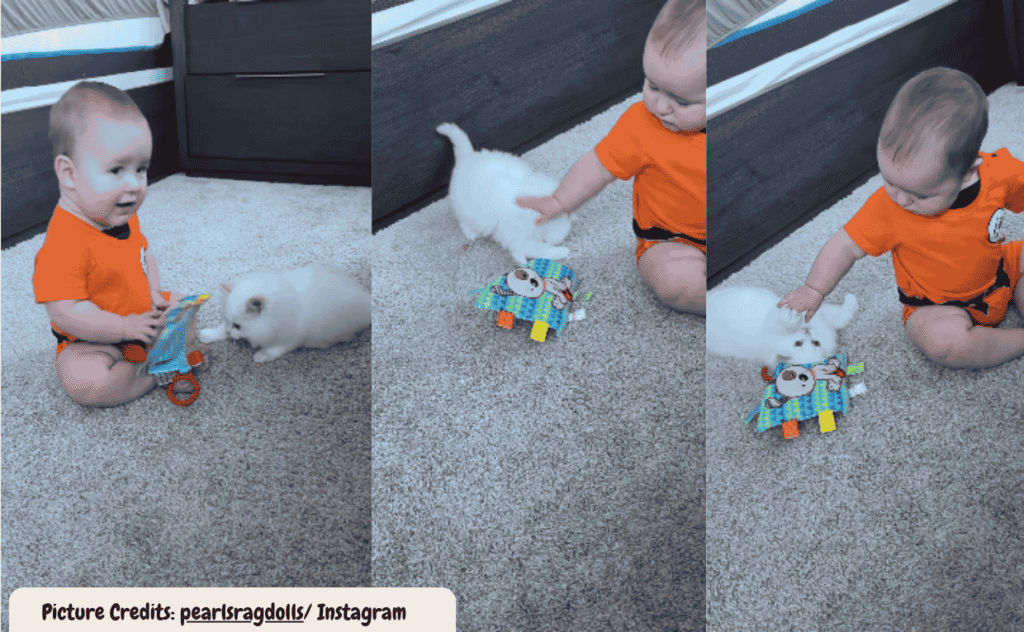 Gentle Tug of War Between a Cat and Baby