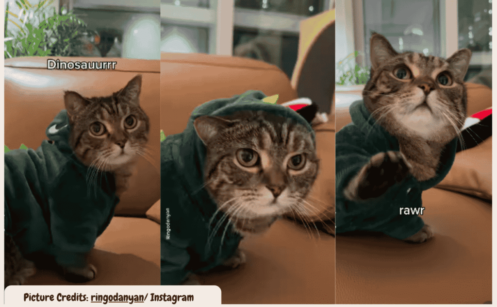 Cat Steals the Spotlight in an Adorable Dinosaur Costume