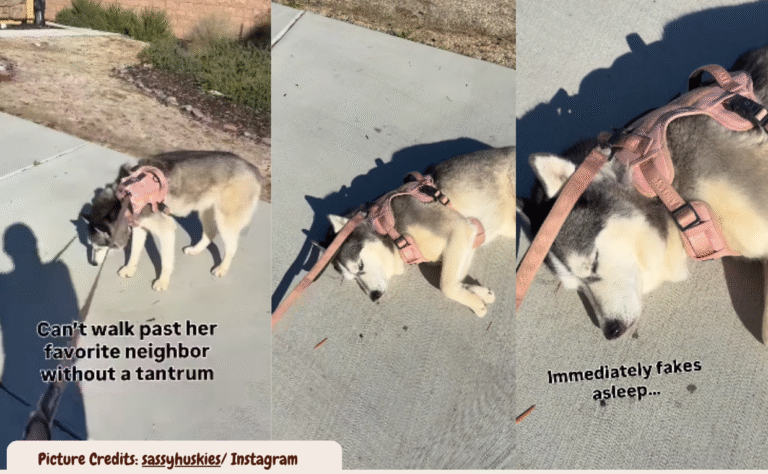 Huskey pretends to sleep