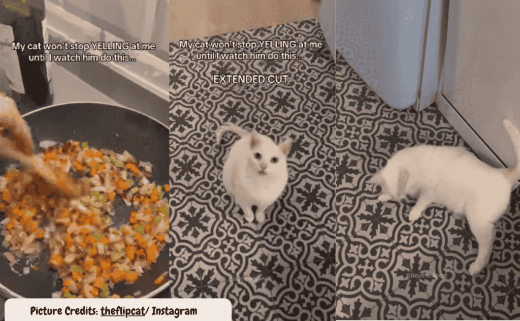 Talented Cat Refuses to Rest