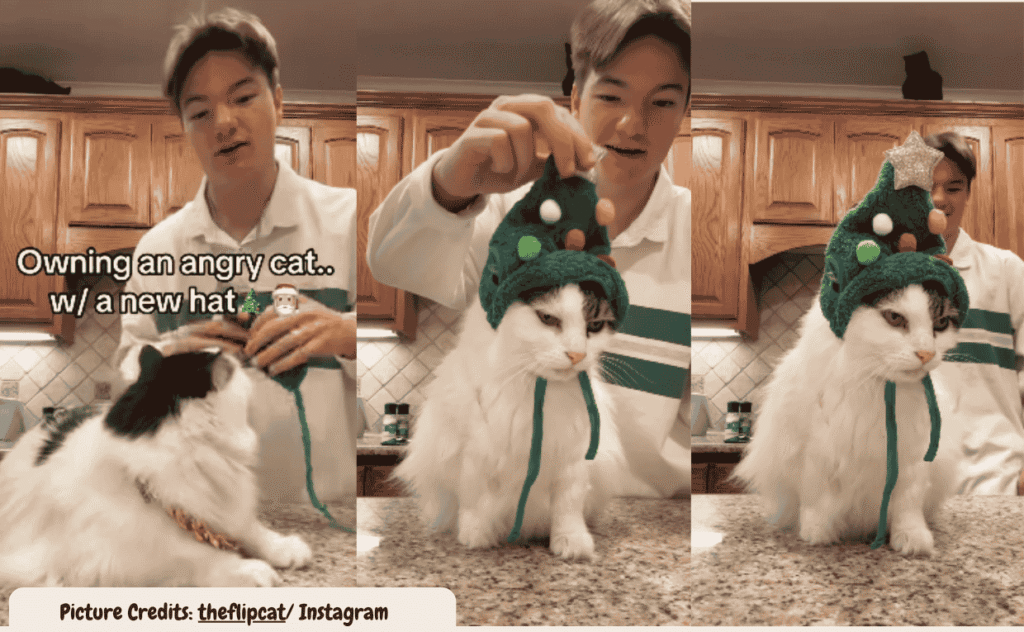 Cat’s Hilarious Reaction to Wearing a Christmas Hat