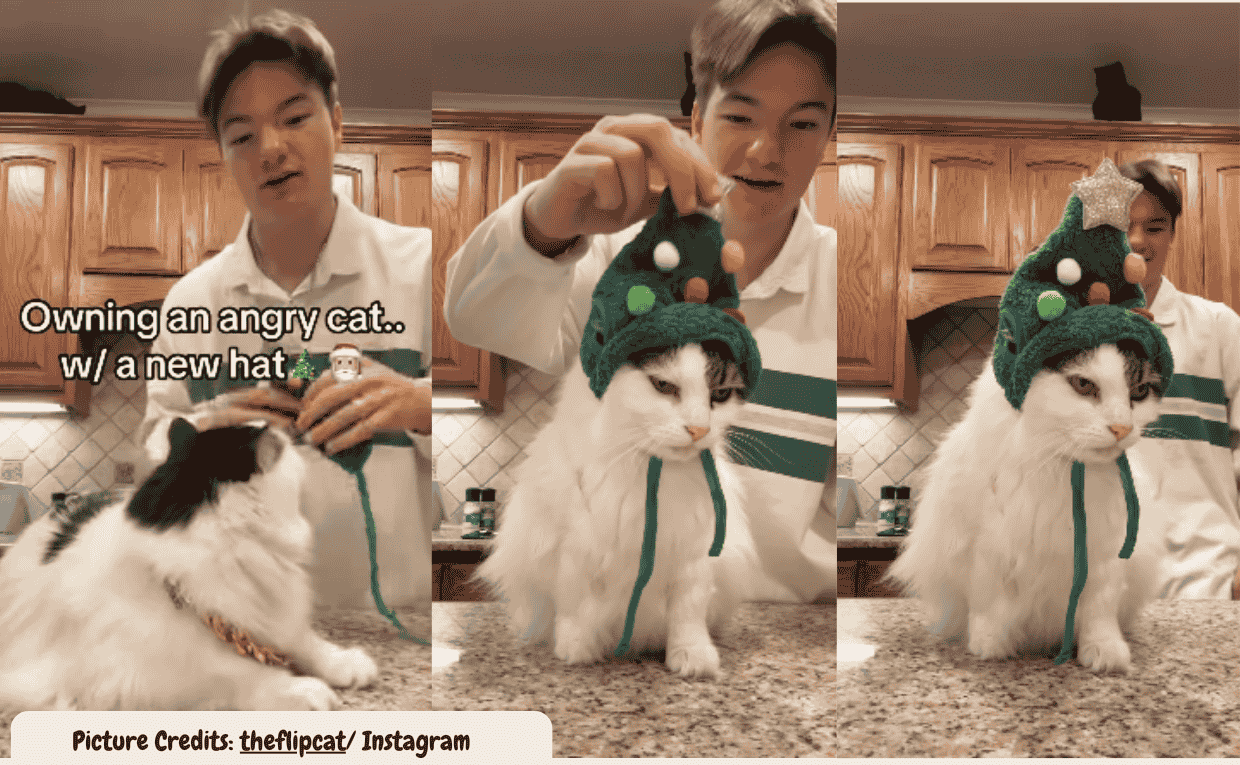 Cat’s Hilarious Reaction to Wearing a Christmas Hat