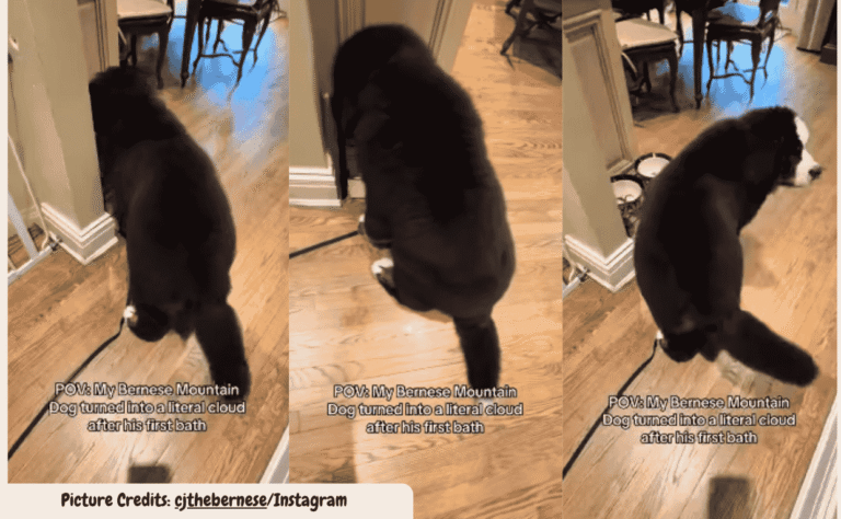 Orange Cat Turns His Owner’s Morning Into Total Chaos Before Sunrise