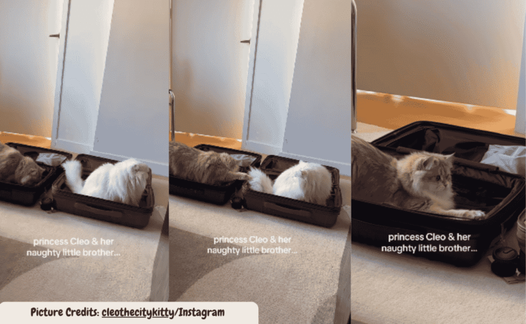 These Cat Siblings Prove That Annoying Each Other Is a Full Time Job