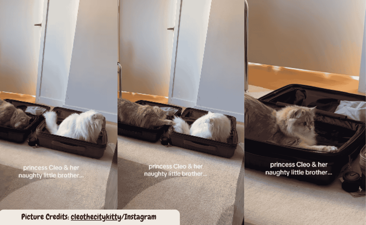 These Cat Siblings Prove That Annoying Each Other Is a Full Time Job