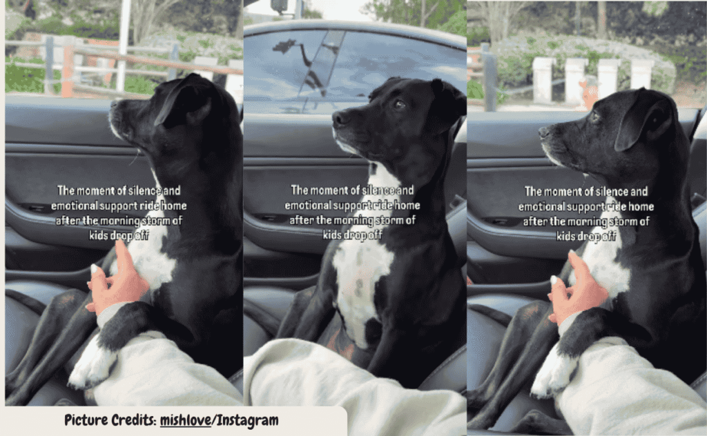 Dog Quietly Processes the Sudden Silence After Morning School Drop Off